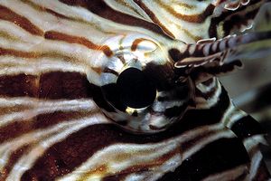 Pesce cobra (Pterois miles)