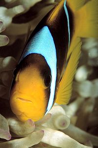 Pesce pagliaccio (Amphiprion bicinctus)