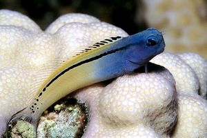 Blennide imitatore (Ecsenius gravieri)