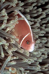 Pesce pagliaccio rosa (Amphiprion perideraion)