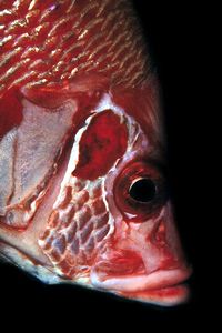 Pesce scoiattolo spinoso (Sargocentron spiniferum)