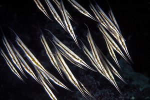 Pesce rasoio (Aeoliscus strigatus)