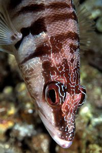 Sciarrano (Serranus scriba)