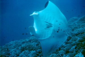 Manta (Manta birostris)