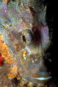 Pesce scorpione tassellato (Scorpaenopsis oxycephalus)