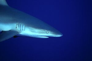 Squalo grigio del reef (Carcharhinus amblyrhynchos)