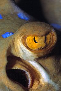 Razza a macchie blu (Taeniura lymma)