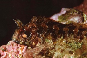 Bavosa ruggine (Parablennius gattorugine)