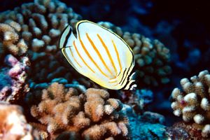 Pesce farfalla ornato (Chaetodon ornatissimus)