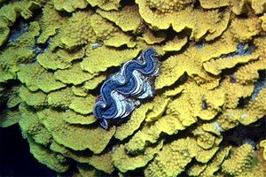 Tridacna (Tridacna maxima)