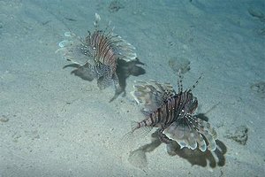 Pesce cobra (Pterois miles)