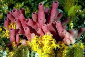 Spugna a canne d'organo (Haliclona mediterranea)