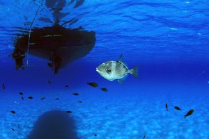 Pesce balestra mediterraneo (Balistes capriscus)