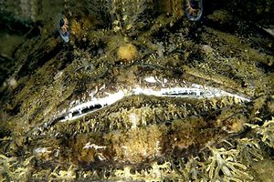 Rana pescatrice (Lophius piscatorius)