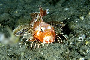 Capone ubriaco (Chelidonichthys lastoviza)