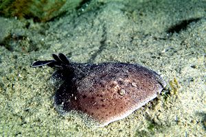 Torpedine marezzata (Torpedo marmorata)