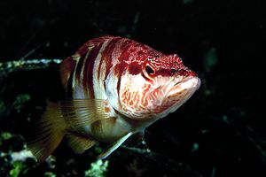 Sciarrano (Serranus scriba)