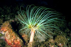 Cerianto (Cerianthus solitarius)