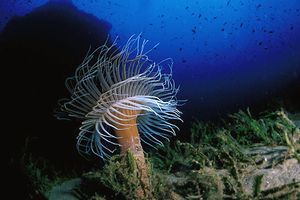 Cerianto (Cerianthus membranaceus)