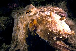 Polpo comune (Octopus vulgaris)