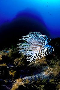 Cerianto (Cerianthus membranaceus)