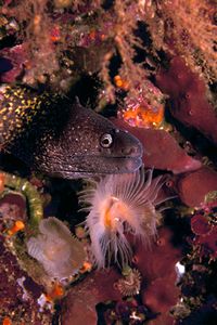 Murena (Muraena helena)