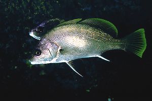 Corvina (Sciaena umbra)