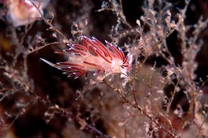 Flabellina dalla linea bianca (Flabellina lineata)