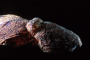 Polpo comune (Octopus vulgaris)