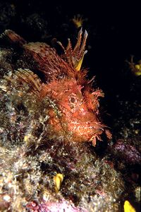 Scorfano rosso (Scorpaena scrofa)