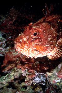 Scorfano rosso (Scorpaena scrofa)