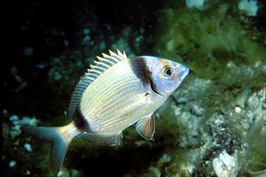 Sarago fasciato (Diplodus vulgaris)