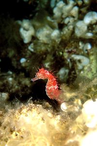 Cavalluccio marino (Hippocampus guttulatus)