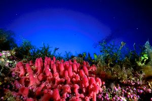 Spugna a canne d'organo (Haliclona mediterranea)
