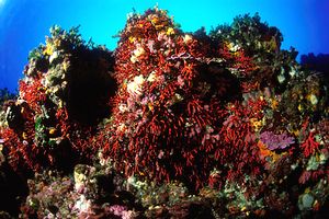 Corallo rosso (Corallium rubrum)