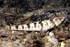 Pesce lucertola (Synodus saurus)