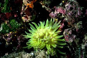 Anemone tigrato (Actinia cari)