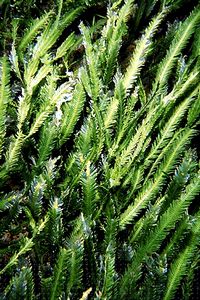 Caulerpa (Caulerpa taxifolia)