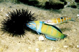 Donzella pavonina (Thalassoma pavo)