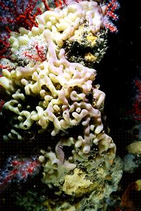 Spugna (Oscarella lobularis)