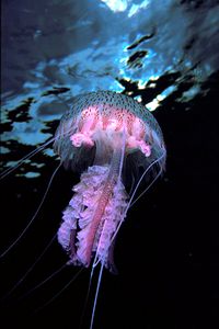 Medusa luminosa (Pelagia noctiluca)