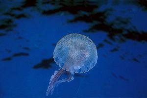 Medusa luminosa (Pelagia noctiluca)