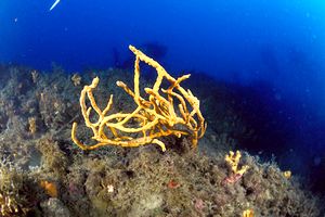 Spugna (Axinella polypoides)