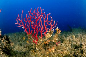 Gorgonia rossa (Paramuricea clavata)