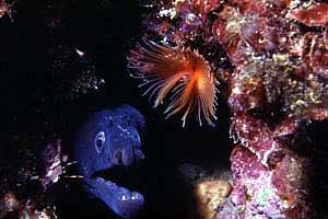 Murena (Muraena helena)