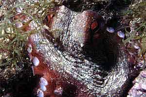 Polpo comune (Octopus vulgaris)