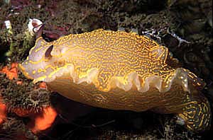 Doride dipinto (Hypselodoris picta)