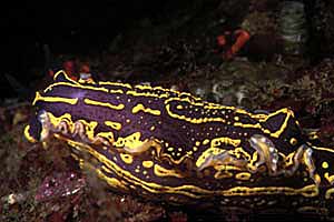 Doride dipinto (Hypselodoris picta)