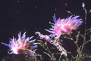 Flabellina rosa (Flabellina affinis)