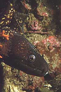 Murena (Muraena helena)